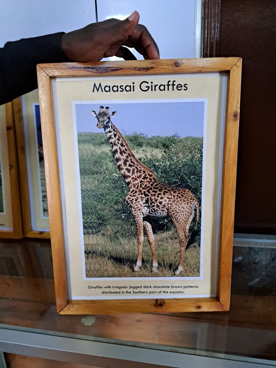 Giraffe Centre