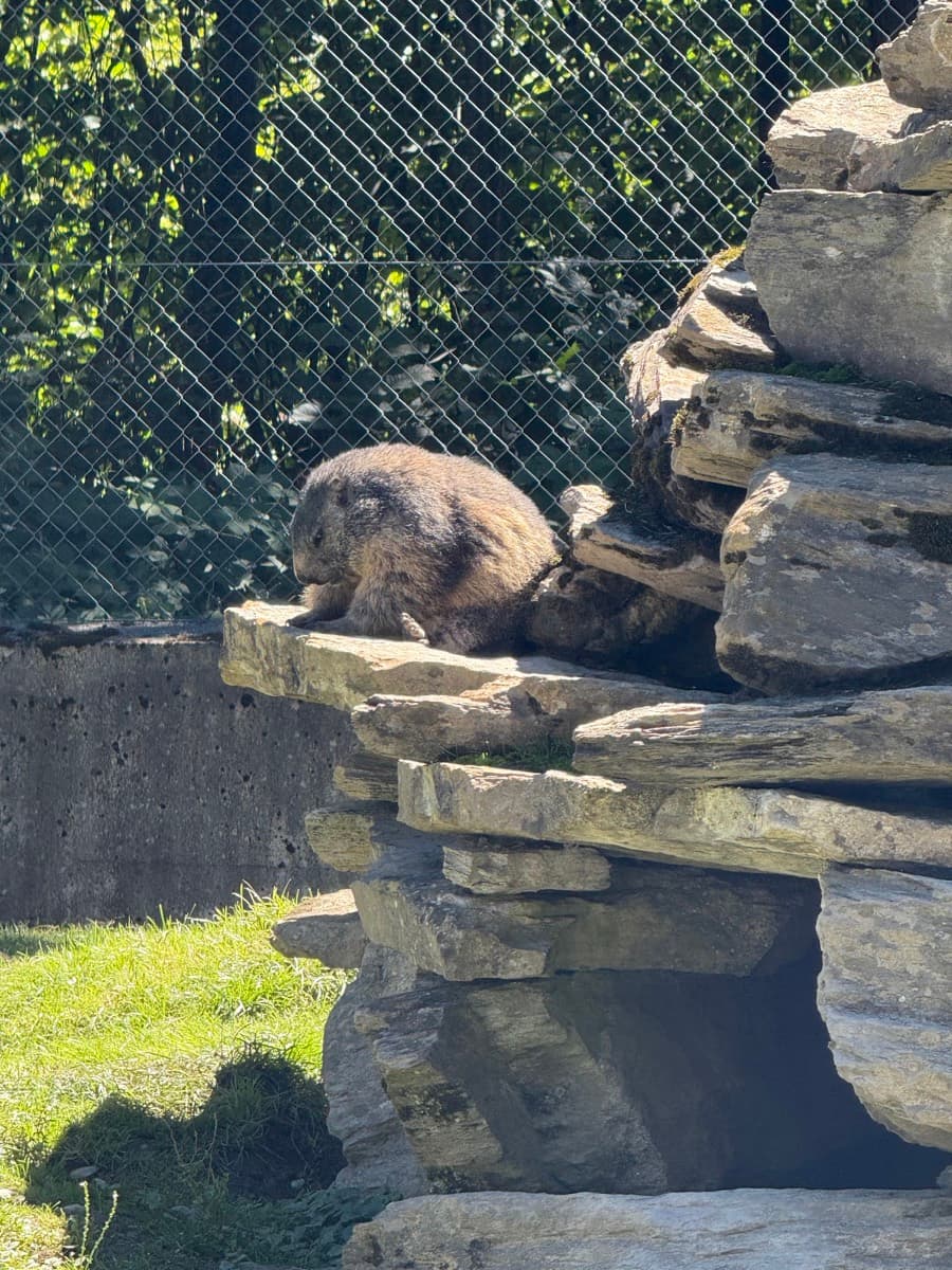 Alpenwildpark Interlaken