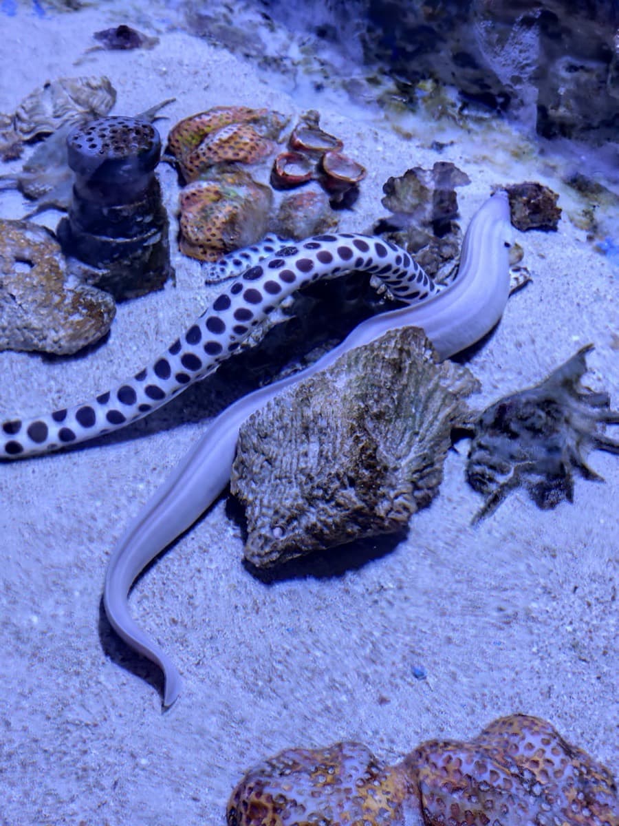 Hurghada Grand Aquarium