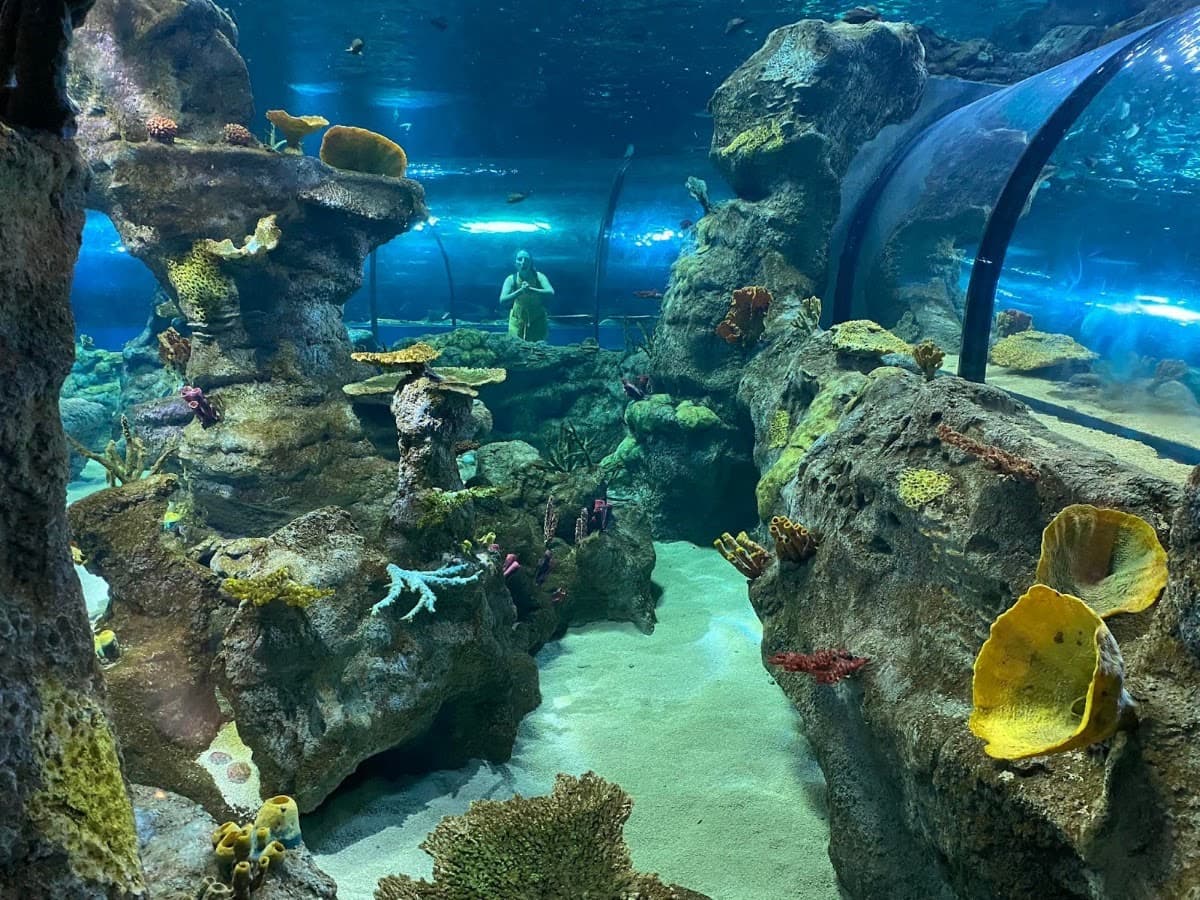 Odysseo- oceanarium (Mauritius) LTD