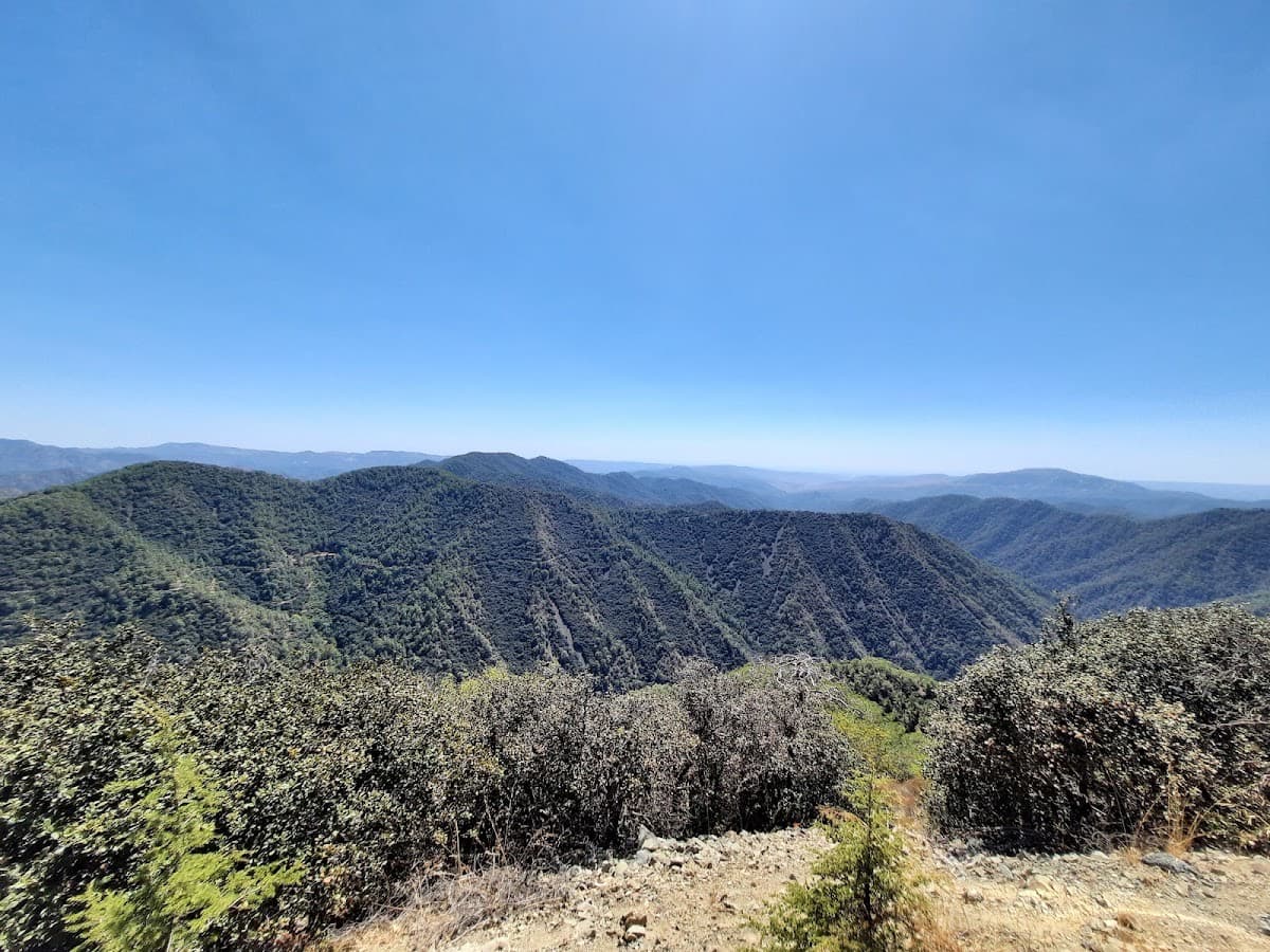 Paphos Forest