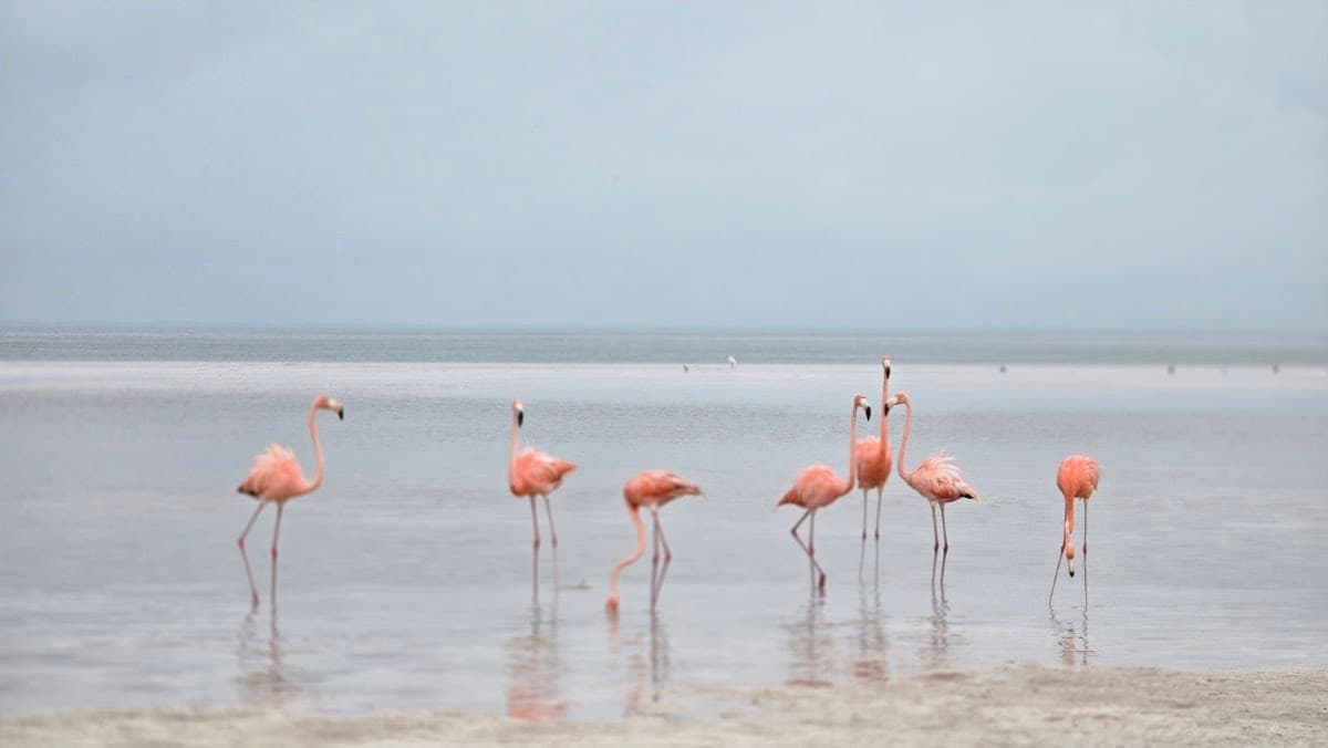 Playa Punta Cocos