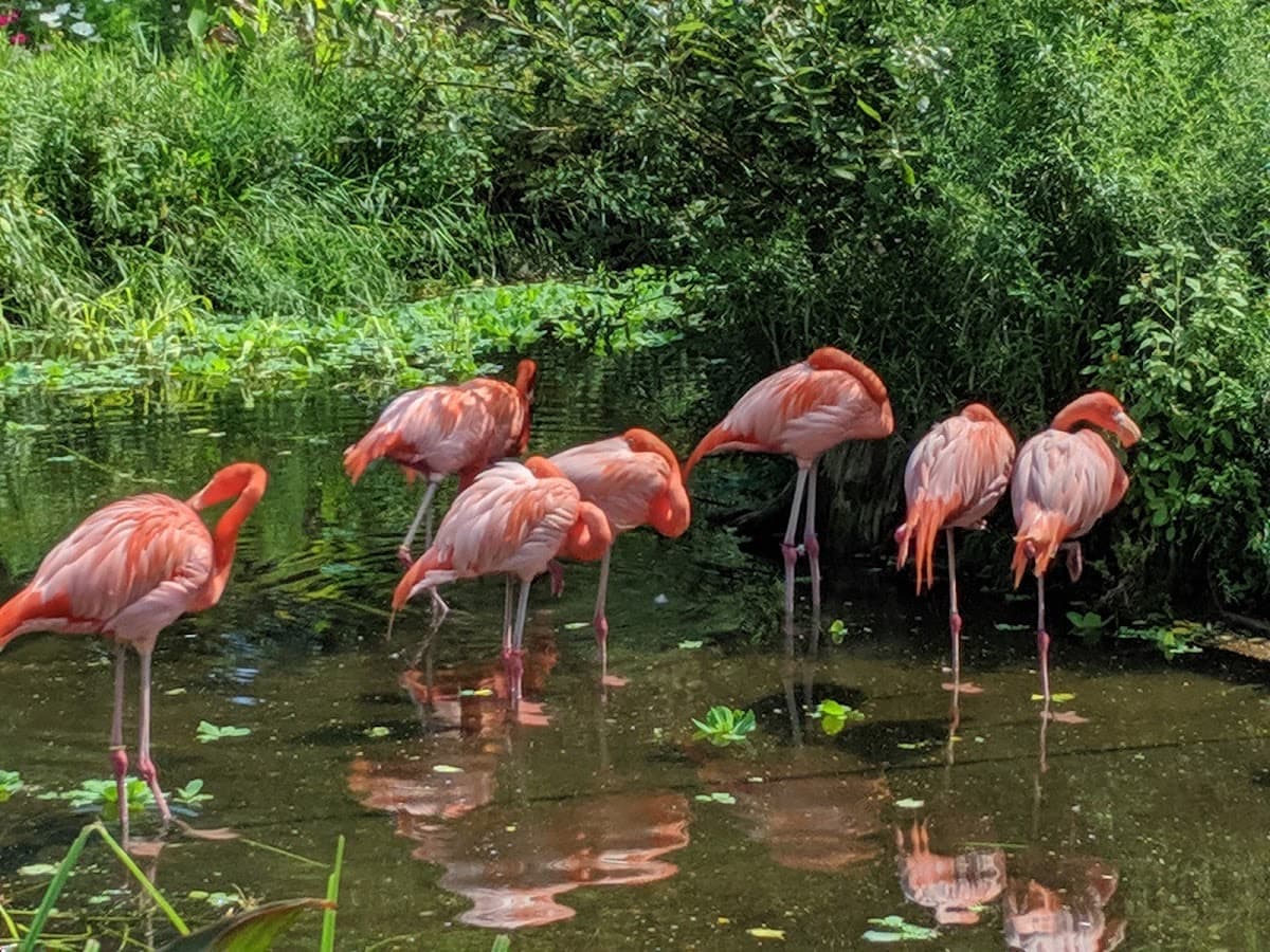 Toronto Zoo