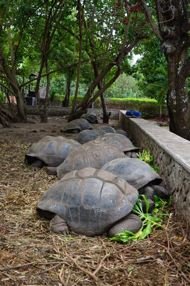 Tortoise Sanctuary