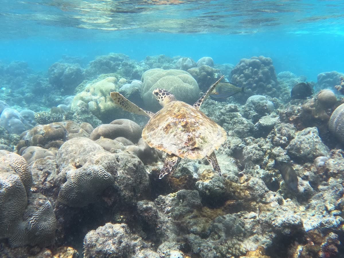 Turtle reef