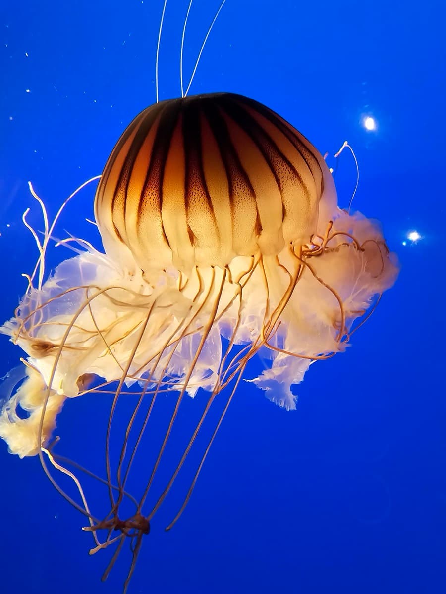 Vancouver Aquarium