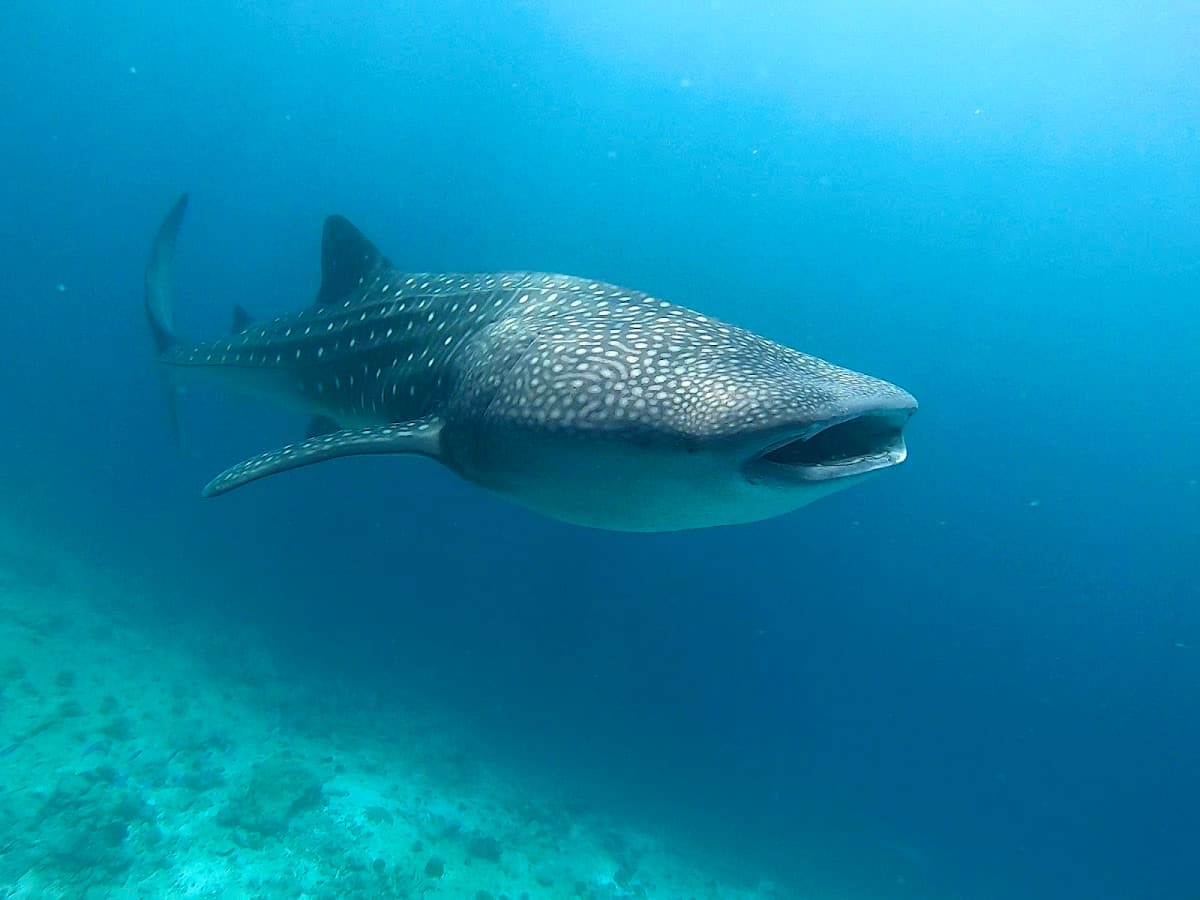 Whale Shark Point